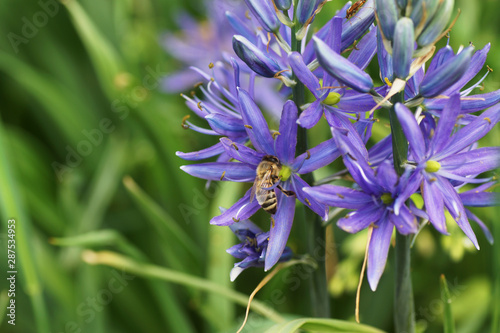 A bee sits on a blue flower in the garden in the garden.