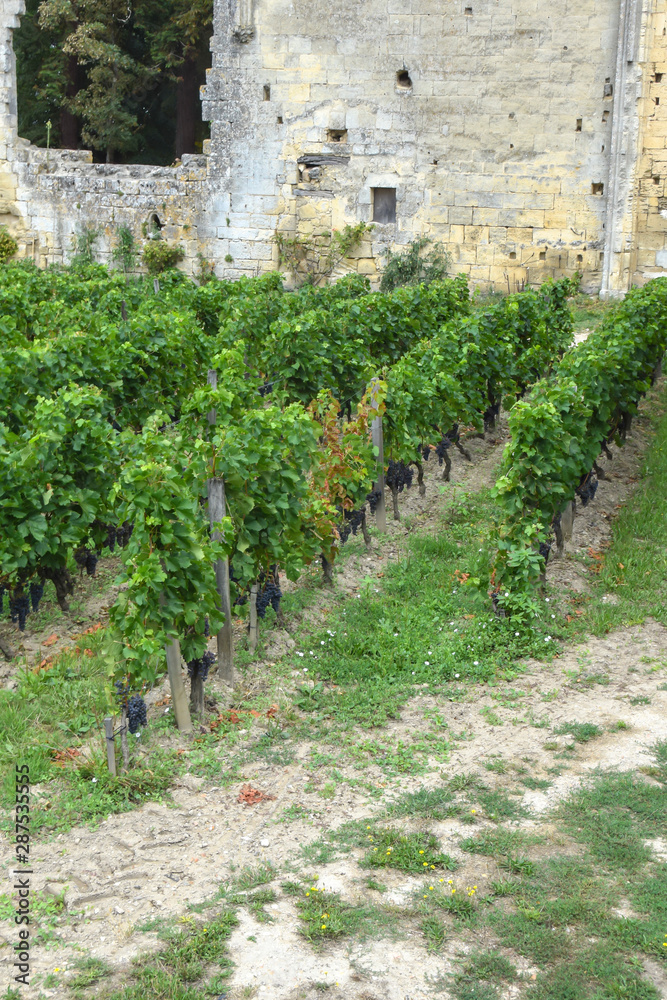 rows of vineyards and antique old ruin building