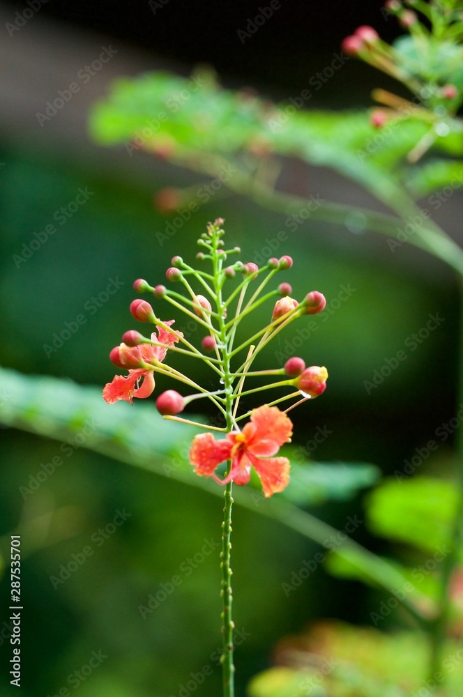 A branch with small flowers blooming in the home spring garden. A branch with flowers close-up on a green blurred background. A branch with small flowers blooming in the home spring garden. A branch with flowers close-up on a green blurred background.