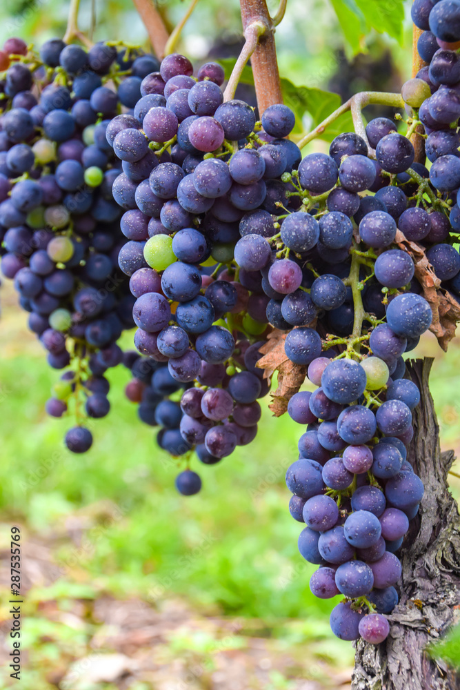 large bunch of dark grapes hanging on a vine close