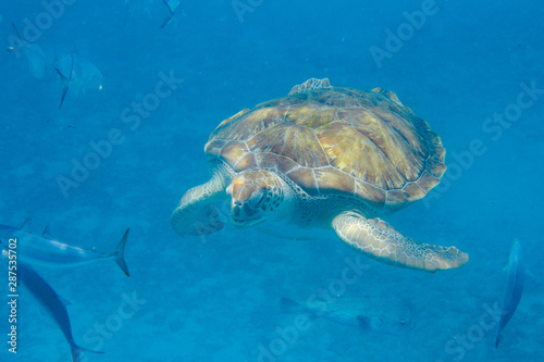 Green Turtle  Chelonia mydas  swimming in the Caribbean Sea in Barbados