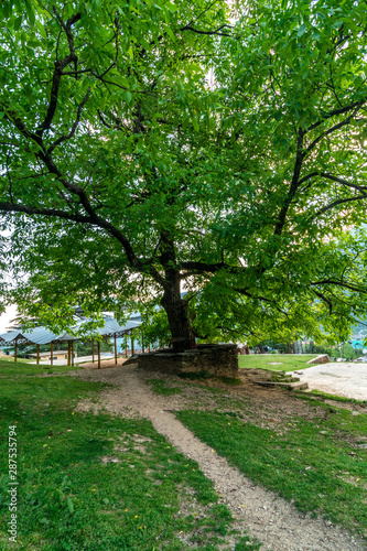 Green big tree in forest in himalayas