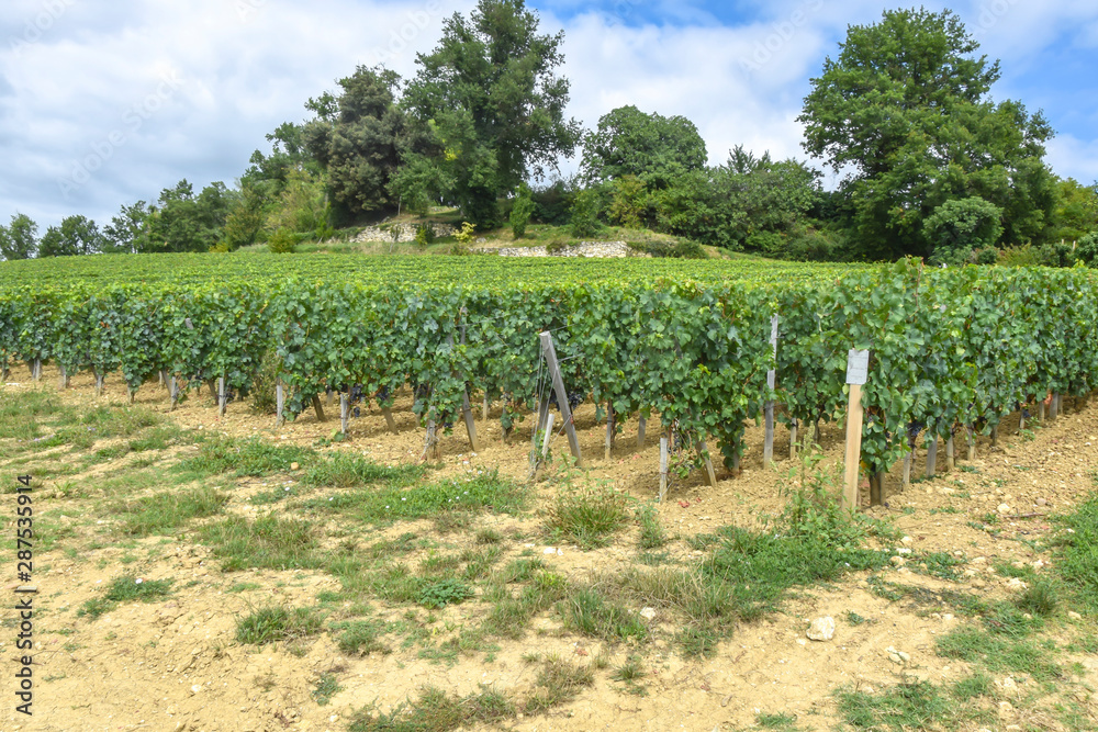 many rows vineyard grape view landscape