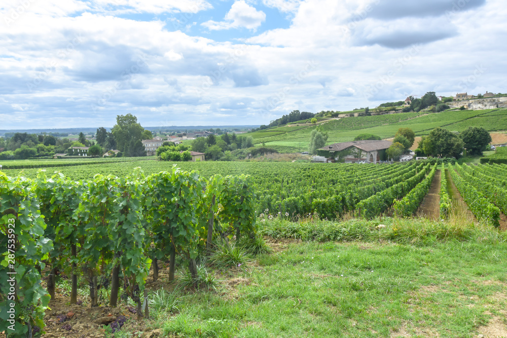 Fototapeta premium many rows of vineyards panoramic view