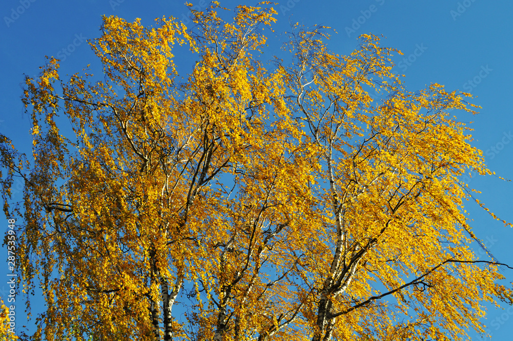 yellow maple leaves, autumn blur background yellow maple leaves, autumn blur background