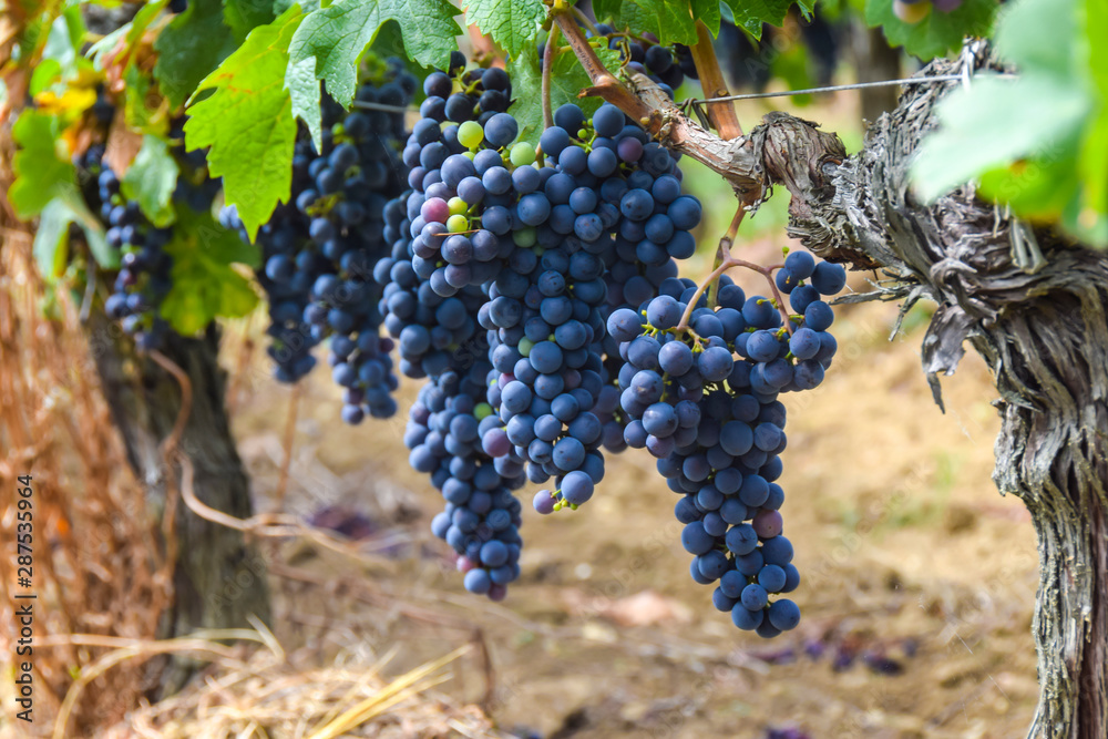 large bunch of dark grapes hanging on a vine close