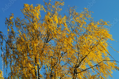 yellow maple leaves, autumn blur background