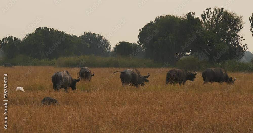 Buffalo in Queen Elizabeth National Park Uganda, Eastern Africa Buffalo in Queen Elizabeth National Park Uganda, Eastern Africa