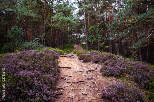 Impressions from the Fischbeker Heide near Hamburg photo