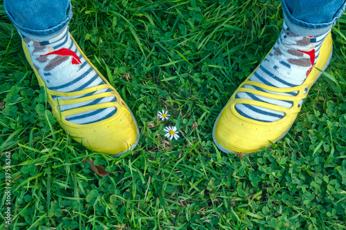 two legs in yellow shoes protect the life of a daisy flower protect the ecology while standing on green grass