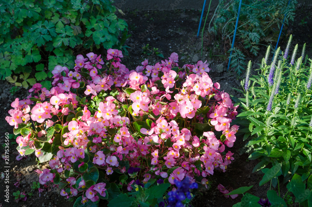 Obraz premium 庭の花