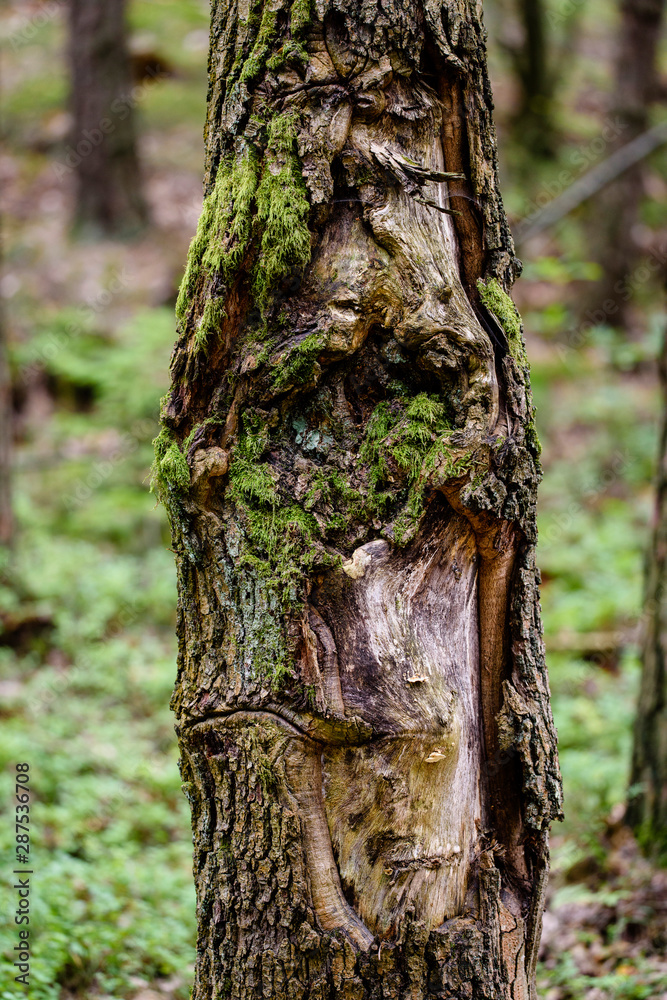 Obraz premium Tree bark texture