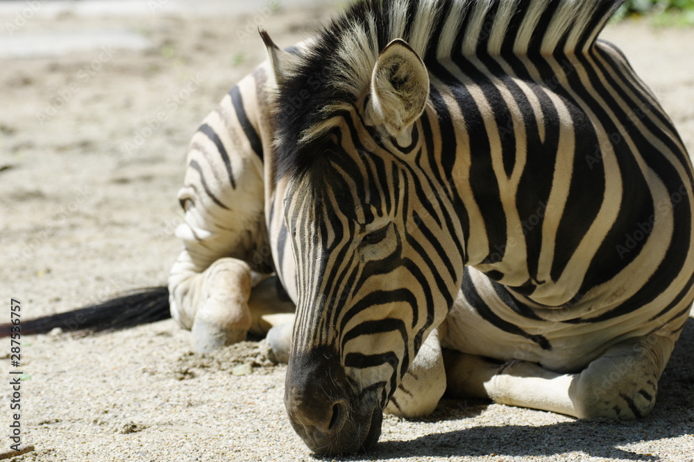 Obraz premium シマウマ