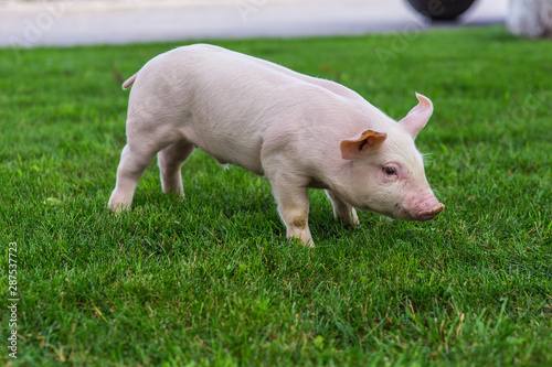 pig on green grass