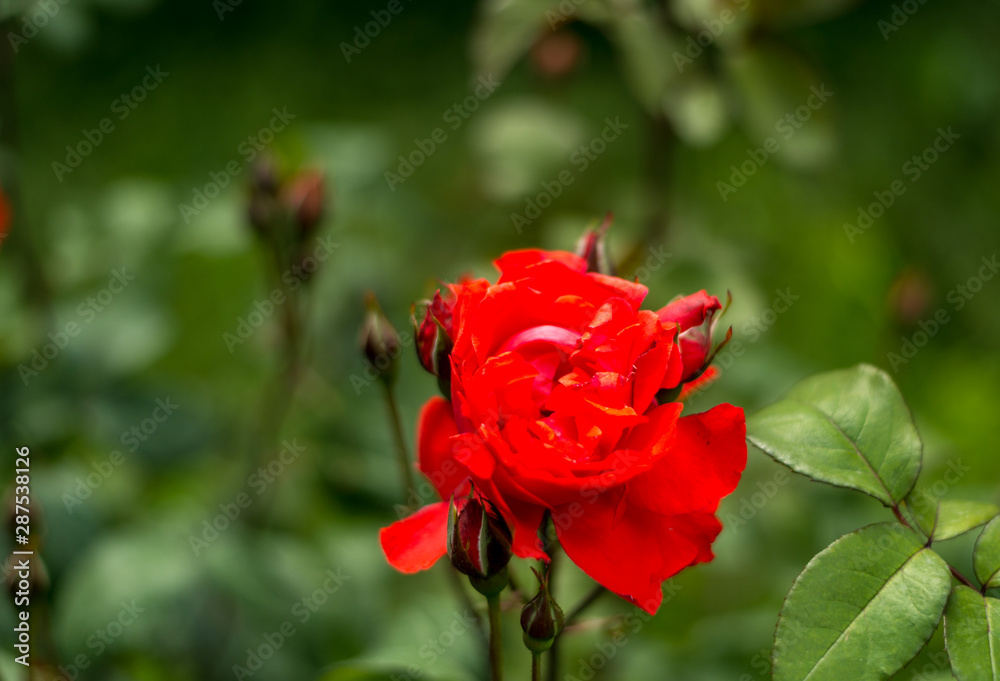 Photo of Red Flower in Garden