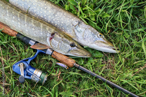 fishing catch pike on the grass and fishing gear