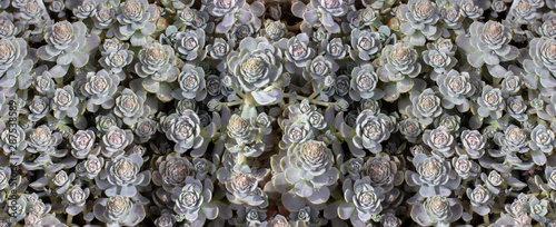 Downhill Chinese Dunse Cap Crassula, blue silver thick juicy leaf. Panoramic background wallpaper banner photo