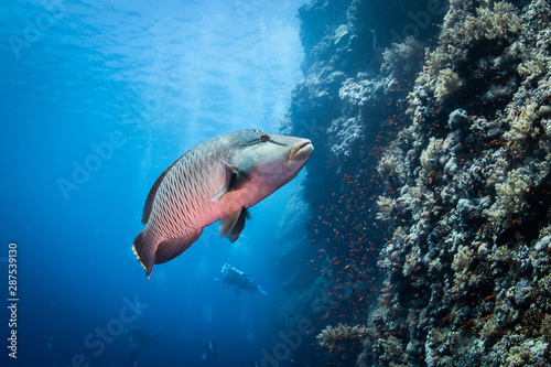 Napoleon wrasse in the Red Sea, Egypt  photo