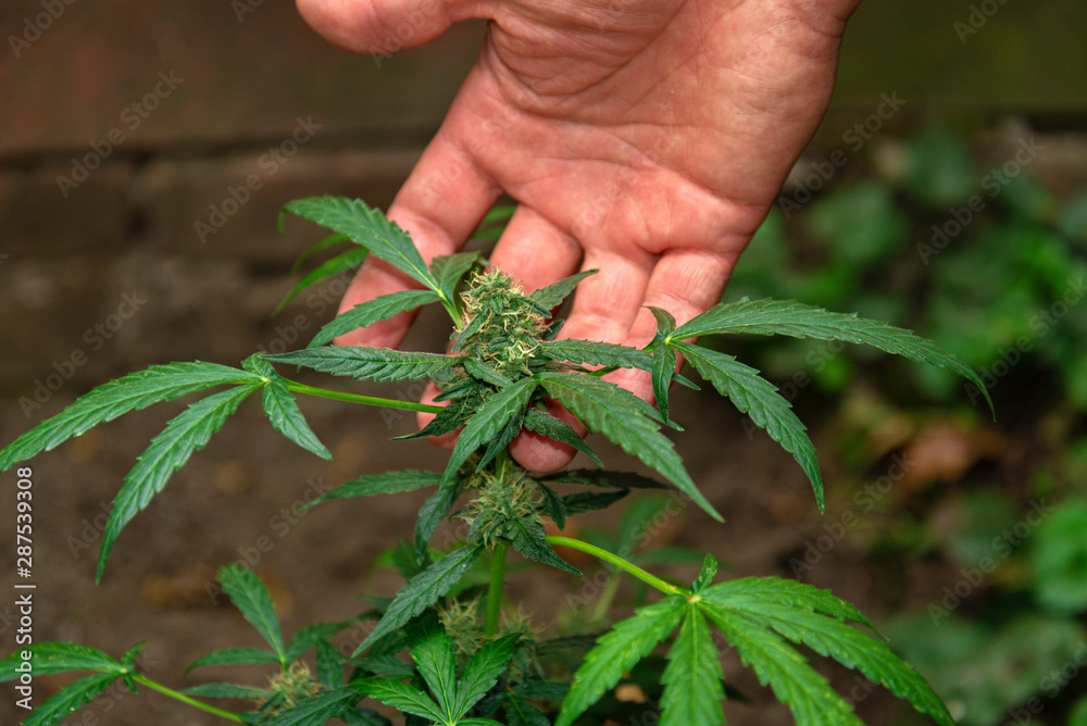 bush of marijuana with an inflorescence or a bud in the hands of a person