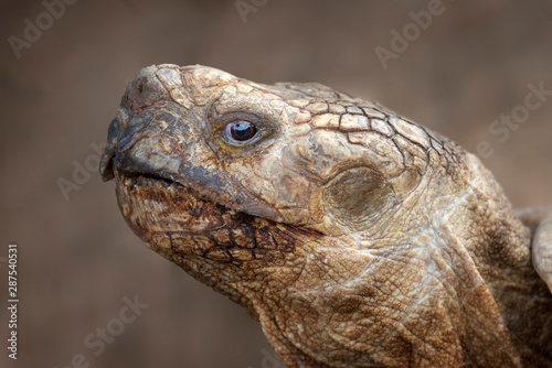 closeup of a head of giant turtle