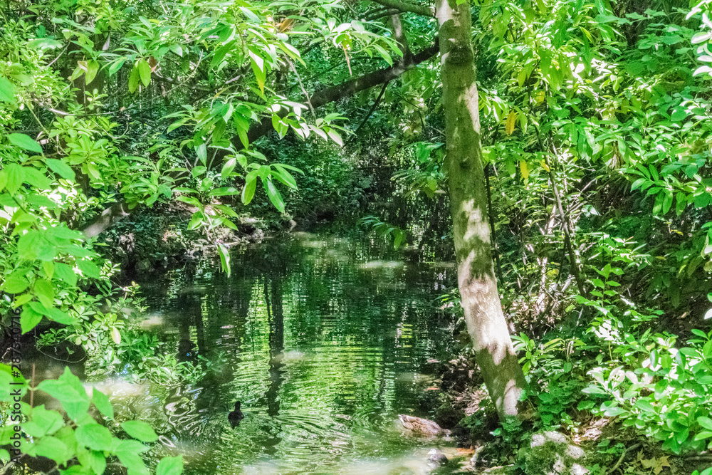 duck swimming in river covered with vegetation duck swimming in river covered with vegetation