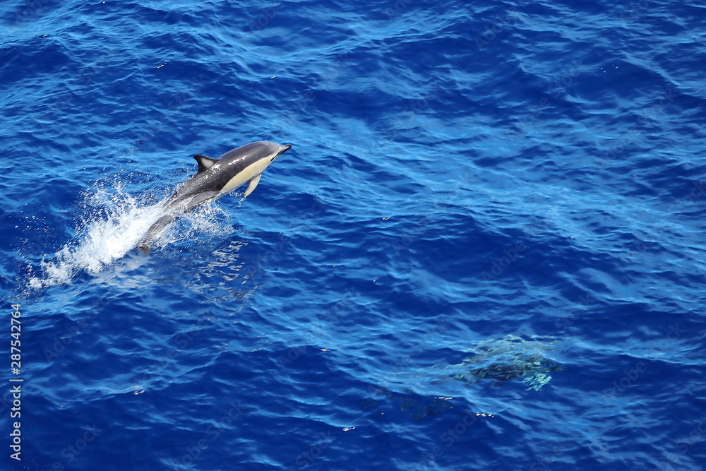Obraz premium Dolphin jumping in the ocean. Common dolphin Delphinus delphis swimming in natural habitat. Marine mammal in Norht Pacific ocean.