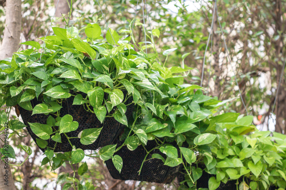 Epipremnum Aureum plant in a garden.Common names including Golden pothos,Ceylon creeper,Hunter's robe,Ivy arum,Money plant and Silver vine. Epipremnum Aureum plant in a garden.Common names including Golden pothos,Ceylon creeper,Hunter's robe,Ivy arum,Money plant and Silver vine.