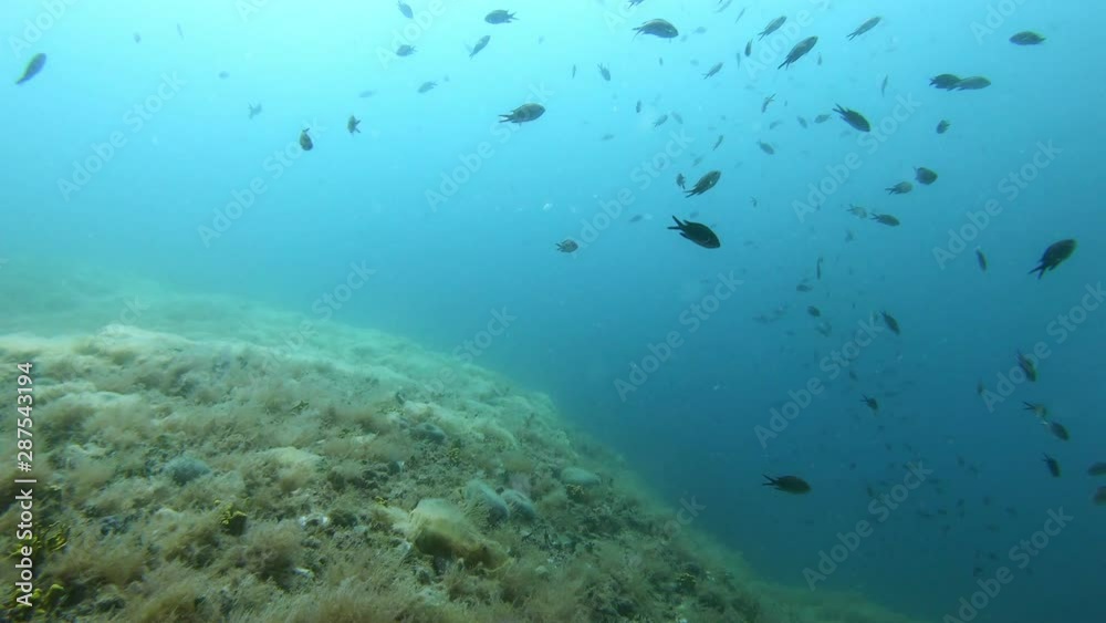 Large group of fish near sea bottom Large group of fish near sea bottom