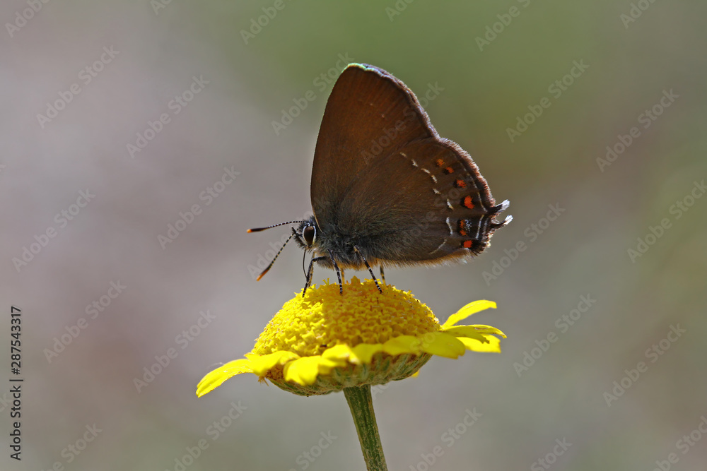 Fototapeta premium Great love butterfly ; Satyrium ilicis