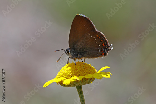 Great love butterfly ; Satyrium ilicis photo