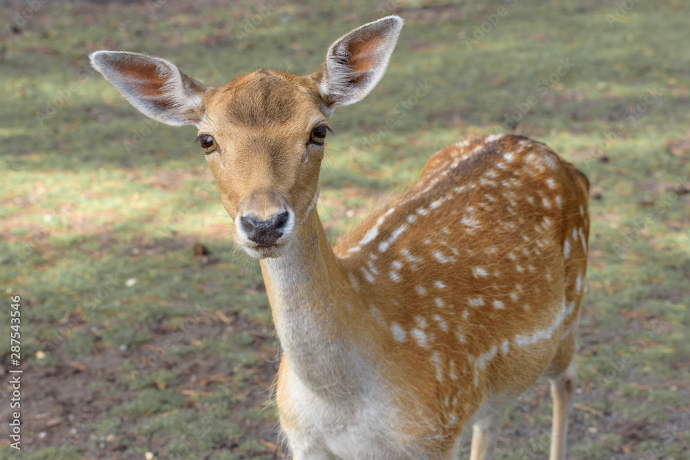 Sika deer, Cervus nippon, the spotted deer, the Japanese deer. Wildlife and animal photo Sika deer, Cervus nippon, the spotted deer, the Japanese deer. Wildlife and animal photo