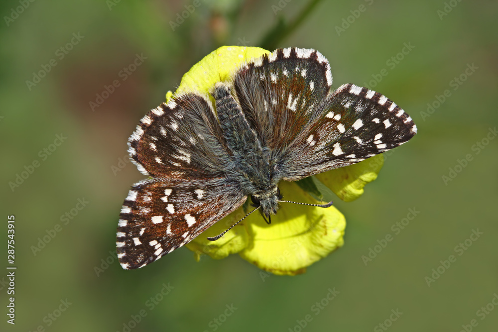 Aegean hoppy butterfly ; Pyrgus melotis Aegean hoppy butterfly ; Pyrgus melotis
