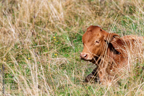 Close-up of a brown calf resting in the green and dry grass, mountain pasture in the Italian Alps, south Europe © Alberto Masnovo