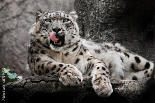 Eagerly licks the red jaws. Powerful  predatory cat snow leopard sits on a rock close-up.