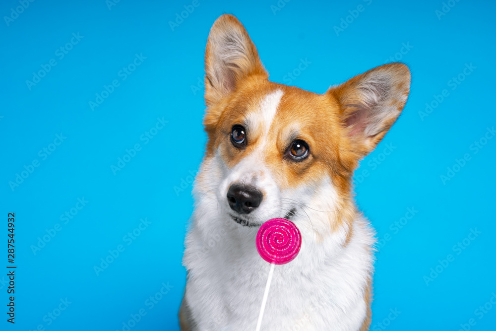 Adorable dog pembroke welsh corgi enjoy dog looking at candy lollipop on a blue background. Fight the temptation seduction.