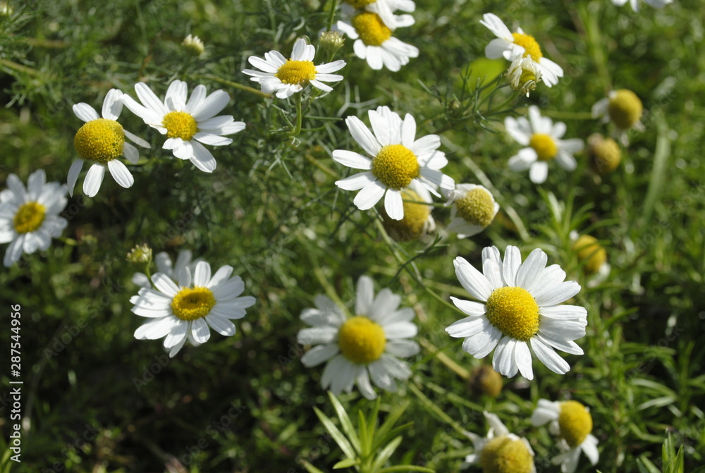 Fototapeta premium chamomile flowers