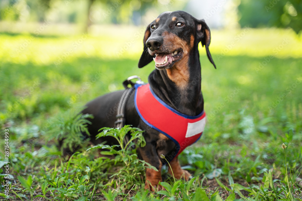 Portrait of a funny dog dachshund, black and tan, in red harness sits in the park. dog smiling Portrait of a funny dog dachshund, black and tan, in red harness sits in the park. dog smiling