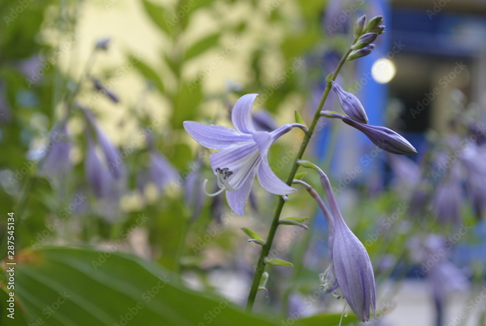 Obraz premium flower Campanula purple