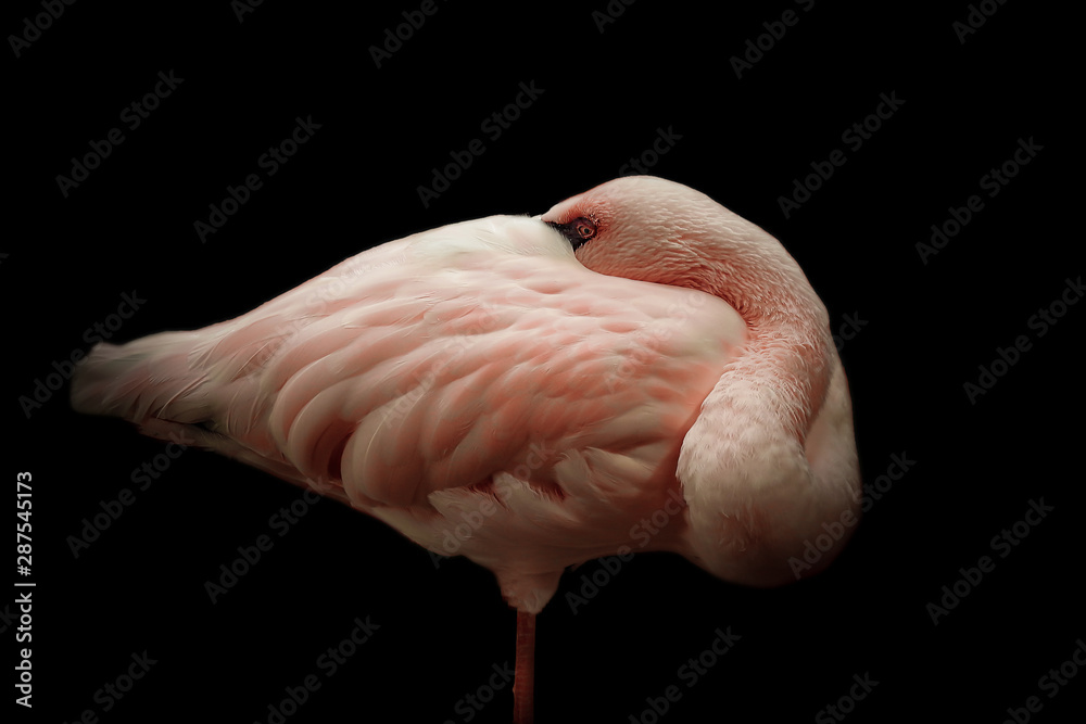 Naklejka premium Vögel in der Natur