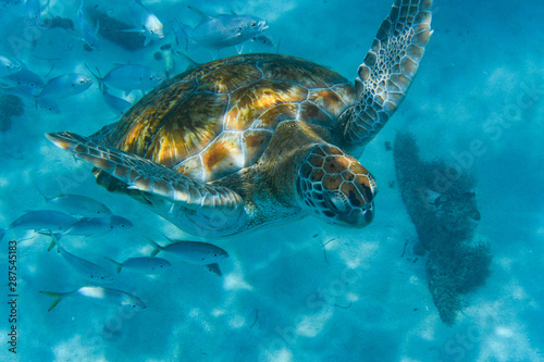 Green turtle (Chelonia mydas) swimming in the Caribbean Sea in Barbados