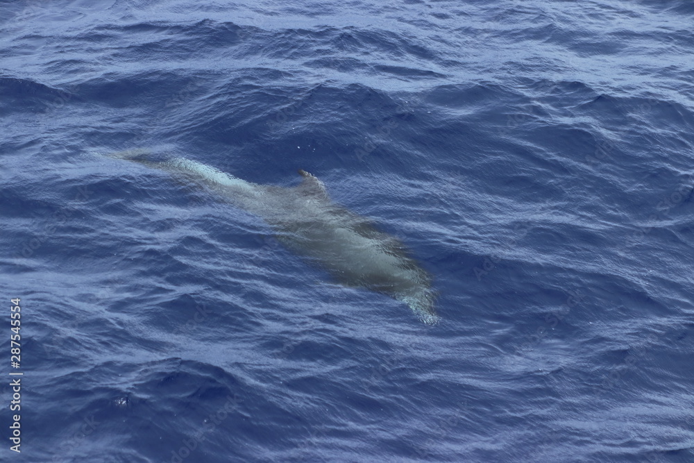 Naklejka premium Dolphin swimming underwater in the blue ocean. Common dolphin Delphinus delphis in natural habitat. Marine mammal in Norht Pacific ocean.