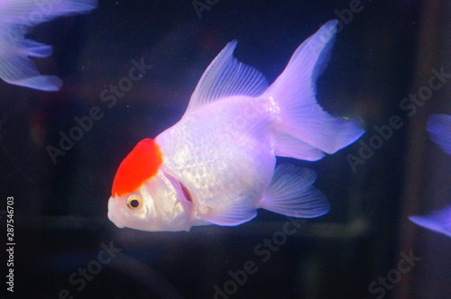 Red lionhead goldfish swim in the pool © feng67