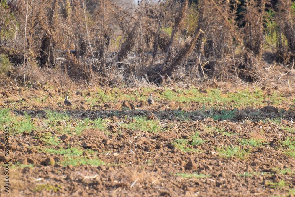 Partridge Birds on the garden, walking Partridge Birds on the garden, walking