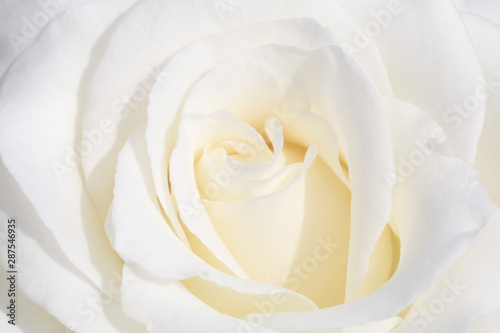 close up of beautiful white rose flower