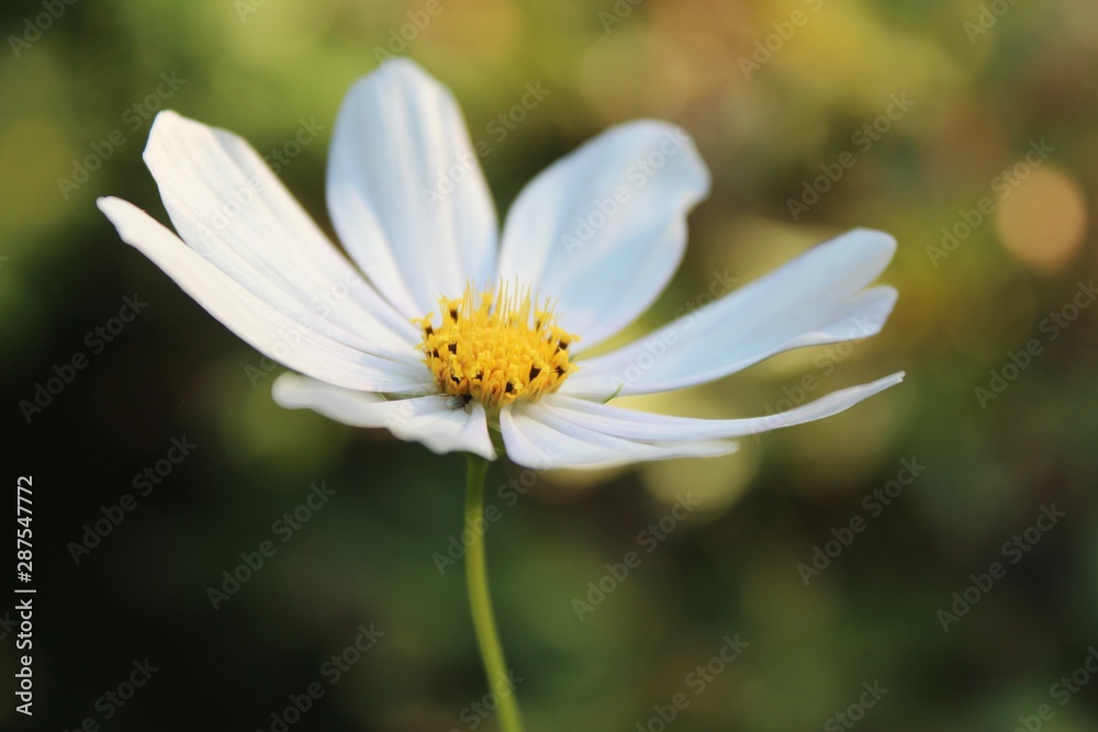 Obraz premium white flower