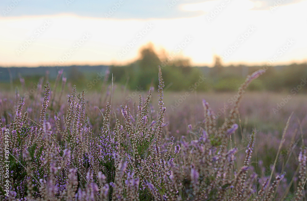 Fototapeta premium heather close-up on a sunset background beautiful blur background