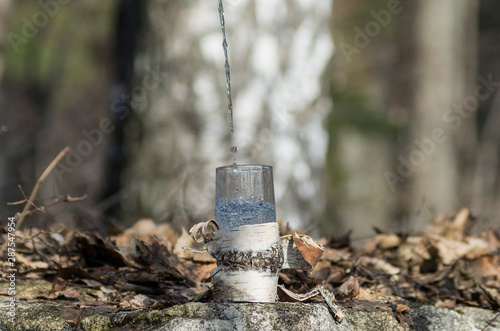 Pouring birch sap into a glass.