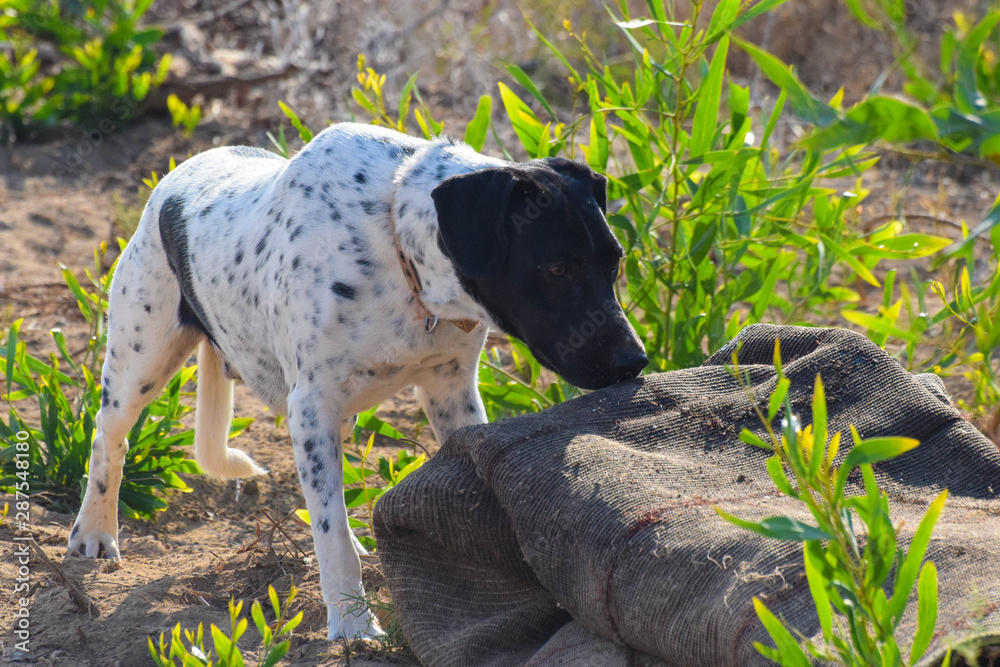 Funny dog, pointer, in the outside Funny dog, pointer, in the outside