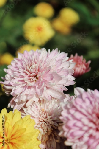 pink flowers in the garden