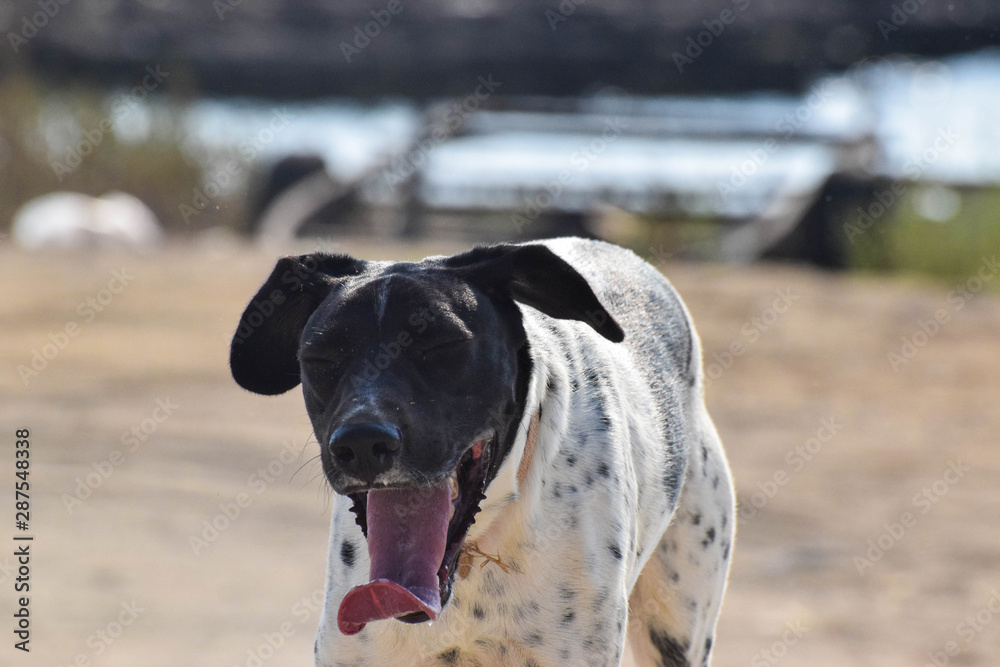 Funny dog, pointer, in the outside